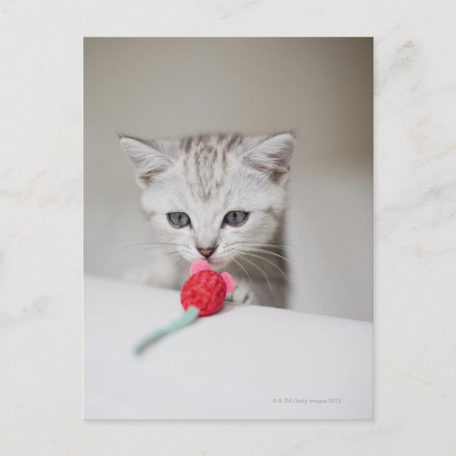 Cartão Postal gatinho de pelo curto britânico cheirando rato de  (Frente)