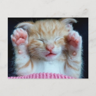Cartão Postal Gatinho de penca