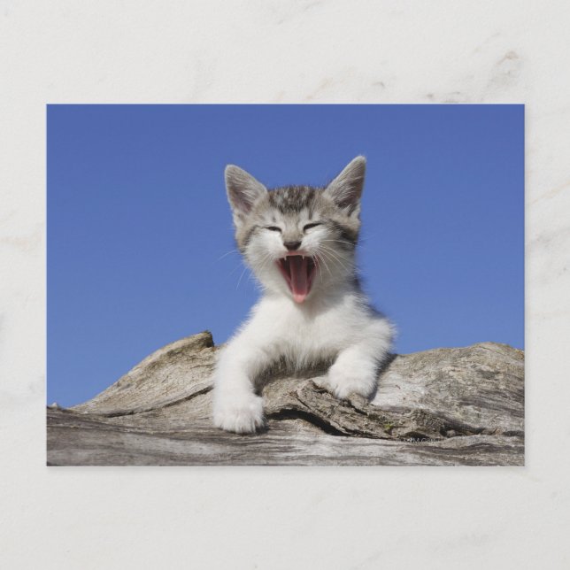Cartão Postal Gatinho deitado no tronco, bocejo, close-up (Frente)