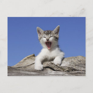 Cartão Postal Gatinho deitado no tronco, bocejo, close-up