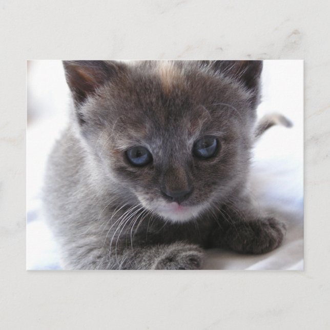 Cartão Postal Gatinho Diluído TortoisesInferno (Frente)