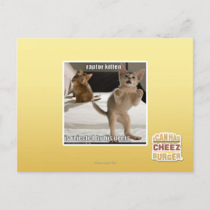 Cartão Postal Gatinho do raptor