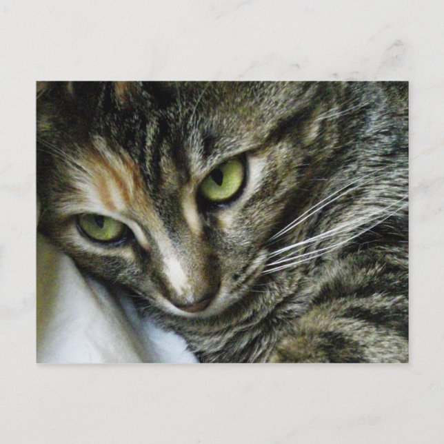 Cartão Postal Gatinho do zen (Frente)