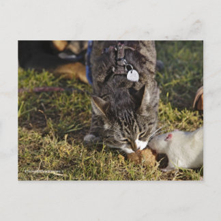 Cartão Postal Gatinho e Mousey compartilham uma refeição
