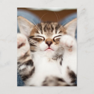 Cartão Postal Gatinho em meu regaço