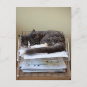 Cartão Postal Gatinho em um escritório na caixa