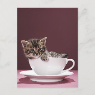 Cartão Postal Gatinho em xícara e pires