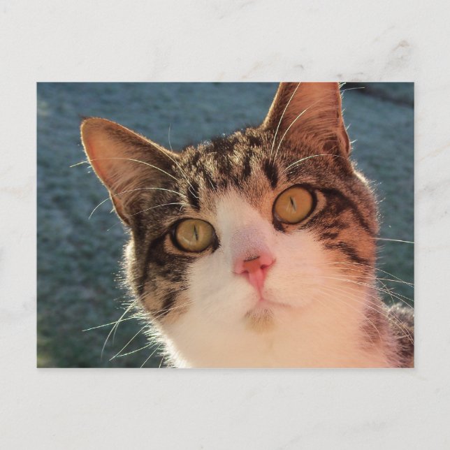 Cartão Postal Gatinho Fechado (Frente)