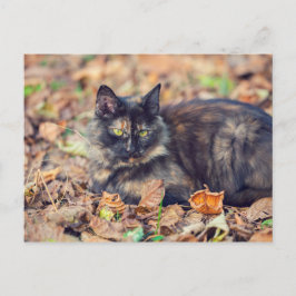 Cartão Postal Gatinho Fluffy Tortoisesinferno no outono