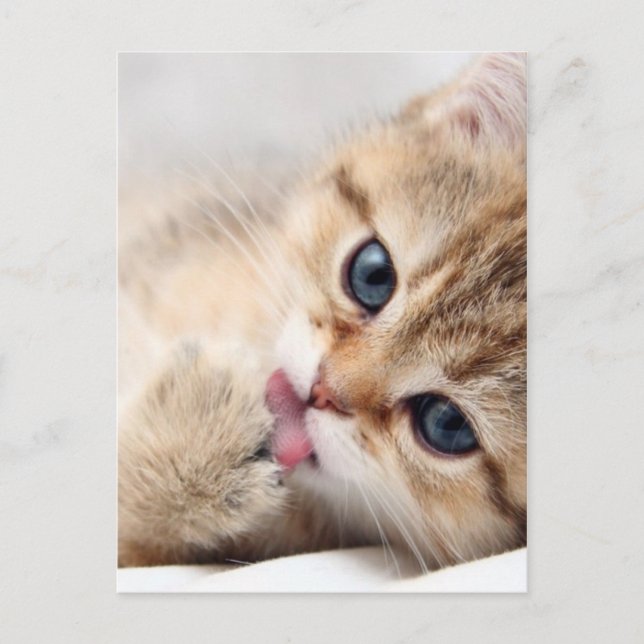 CARTÃO POSTAL GATINHO FOFO (Frente)