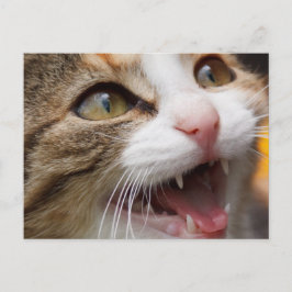 Cartão Postal Gatinho Fofo