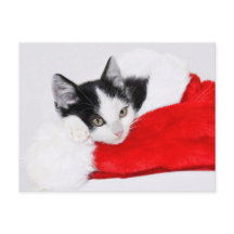 Gatinho Fofo de Chapéu de Natal