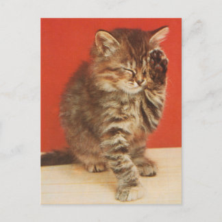 Cartão Postal Gatinho fofo e carinhoso