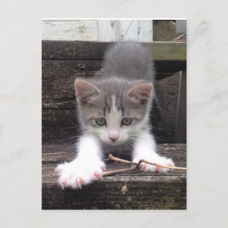 Cartão Postal Gatinho Gatinho