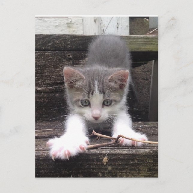 Cartão Postal Gatinho Gatinho (Frente)