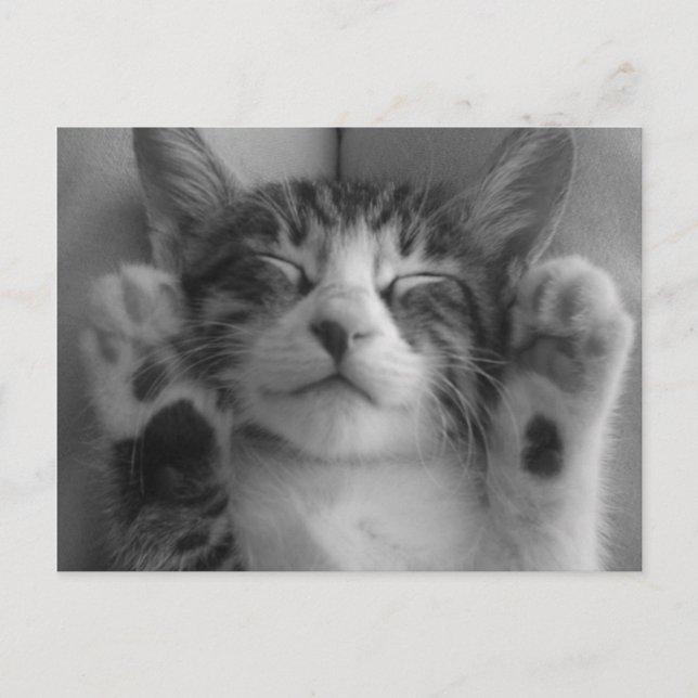 Cartão Postal Gatinho Gato (Frente)