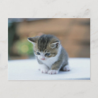 Cartão Postal Gatinho Gato