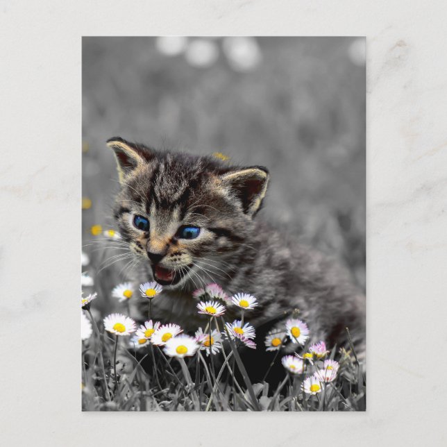 Cartão Postal Gatinho Gato Bonito Adorável (Frente)