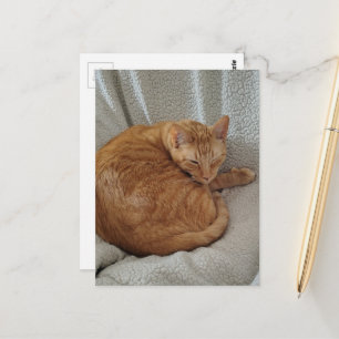 Cartão Postal Gatinho Gengibre Adorável e Sonolento