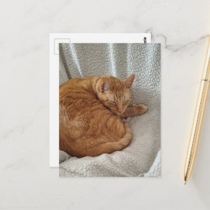Cartão Postal Gatinho Gengibre Sonolento