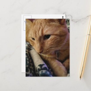 Cartão Postal Gatinho Gengibre Sonolento Fofo