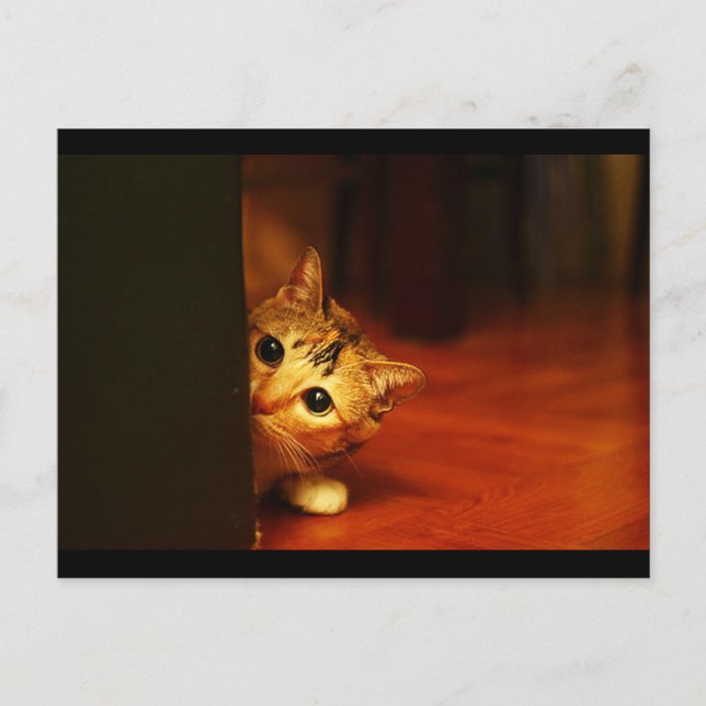 Cartão Postal gatinho giro_engraçado_animais_28 gatinho esgueira (Frente)