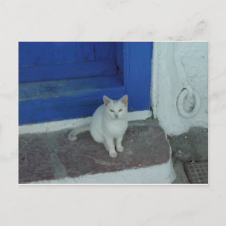Cartão Postal Gatinho grego