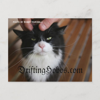 Cartão Postal Gatinho Hobo