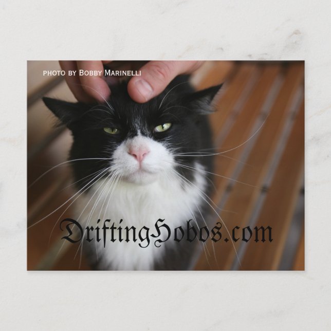 Cartão Postal Gatinho Hobo (Frente)