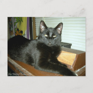 Cartão Postal Gatinho Imperial