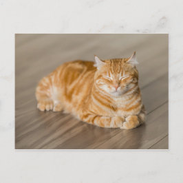 Cartão Postal Gatinho Laranja