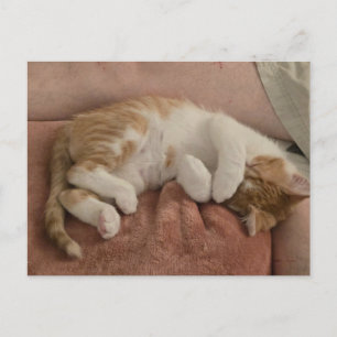 Cartão Postal Gatinho laranja adormecido - laranja e branco