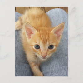 Cartão Postal Gatinho laranja listrado