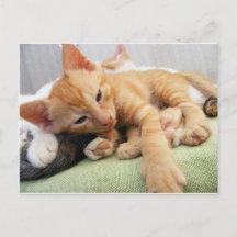 Gatinho Listrado de Tigre Fofo