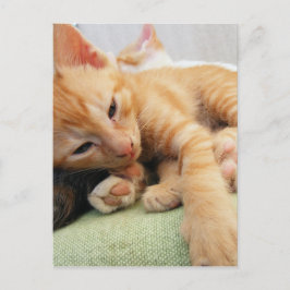 Cartão Postal Gatinho Listrado de Tigre Fofo