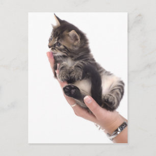 Cartão Postal gatinho listrado que lambe
