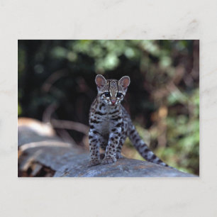 Cartão Postal Gatinho Margay (Felis wiedi) na árvore