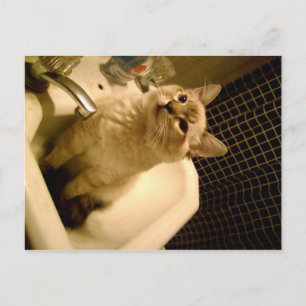 Cartão Postal gatinho misturado siamês