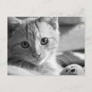Cartão Postal Gatinho monocromático
