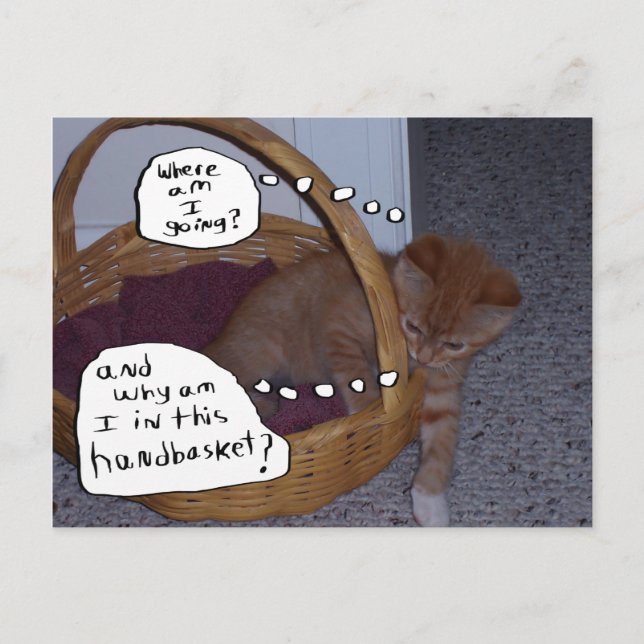Cartão Postal Gatinho num cesto de mão (Frente)