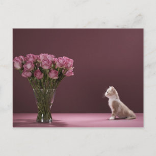 Cartão Postal Gatinho olhando para vaso de rosas