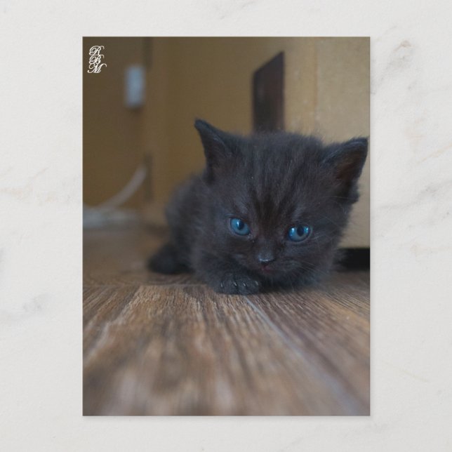 Cartão Postal Gatinho Preto (Frente)