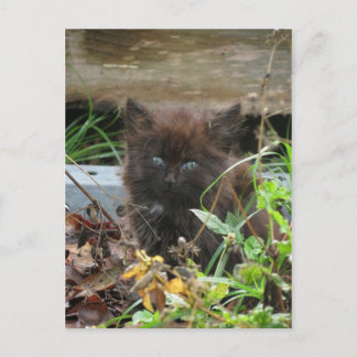 Cartão Postal Gatinho preto