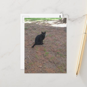 Cartão Postal gatinho preto adorável sem dono