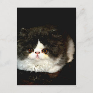 Cartão Postal Gatinho Preto e Branco