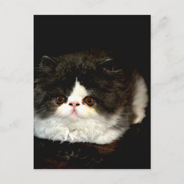 Cartão Postal Gatinho Preto e Branco (Frente)