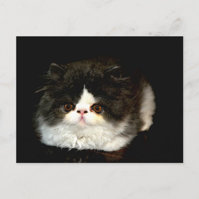 Cartão Postal Gatinho Preto e Branco (Frente)