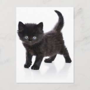 Cartão Postal gatinho preto fofo