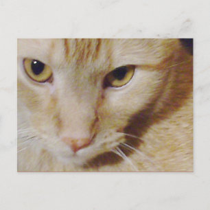 Cartão Postal Gatinho Pyro