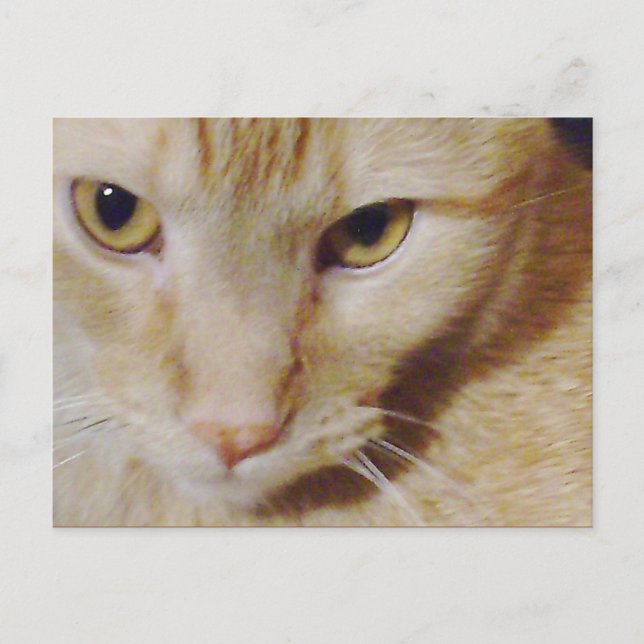 Cartão Postal Gatinho Pyro (Frente)